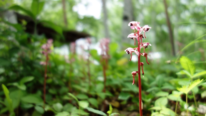 Corallorhiza mertensiana