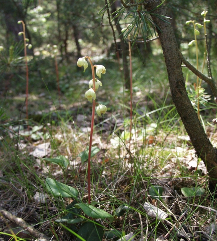 Pyrola chlorantha