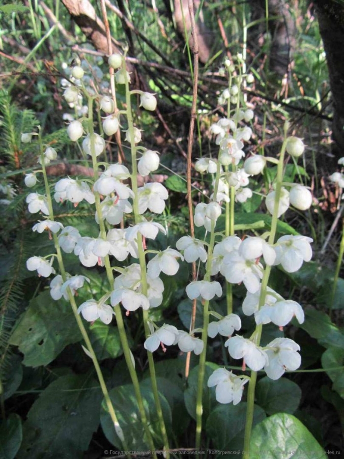 Грушанка крупноцветковая