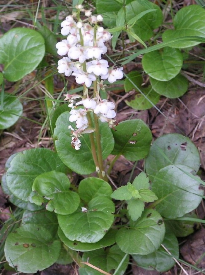 Грушанка крупнолистная