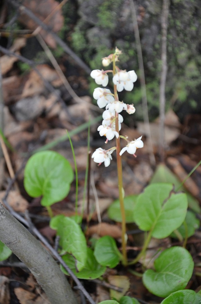 Грушанка круглолистная