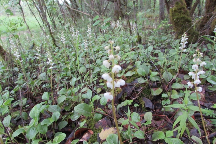 Грушанка круглолистная