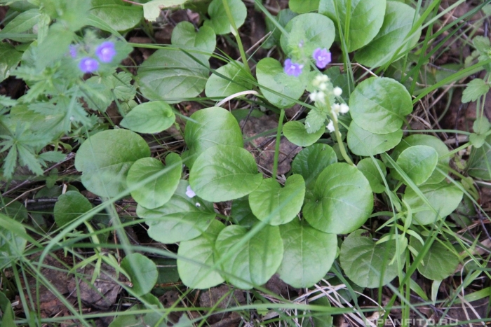 Фиалка топяная болотная