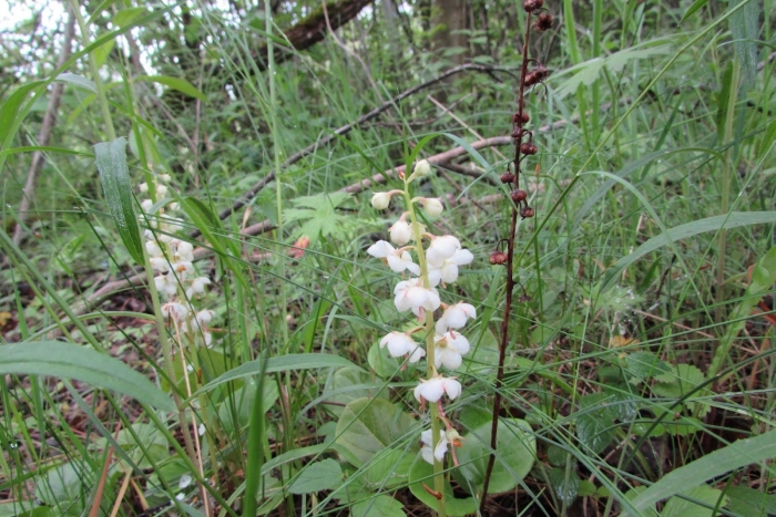 Грушанка круглолистная