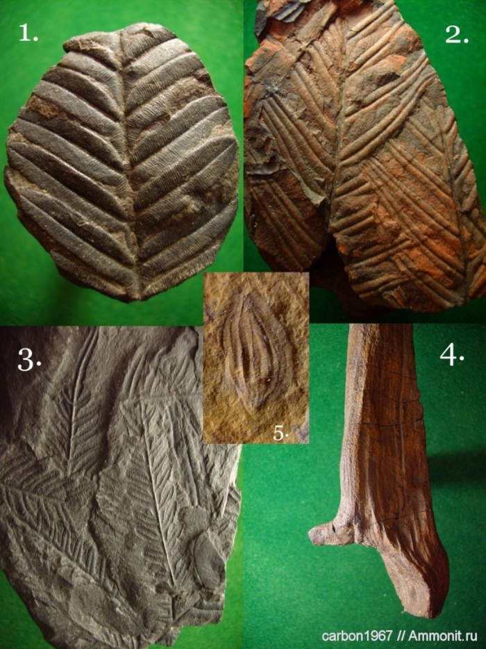 Alethopteris lonchitica