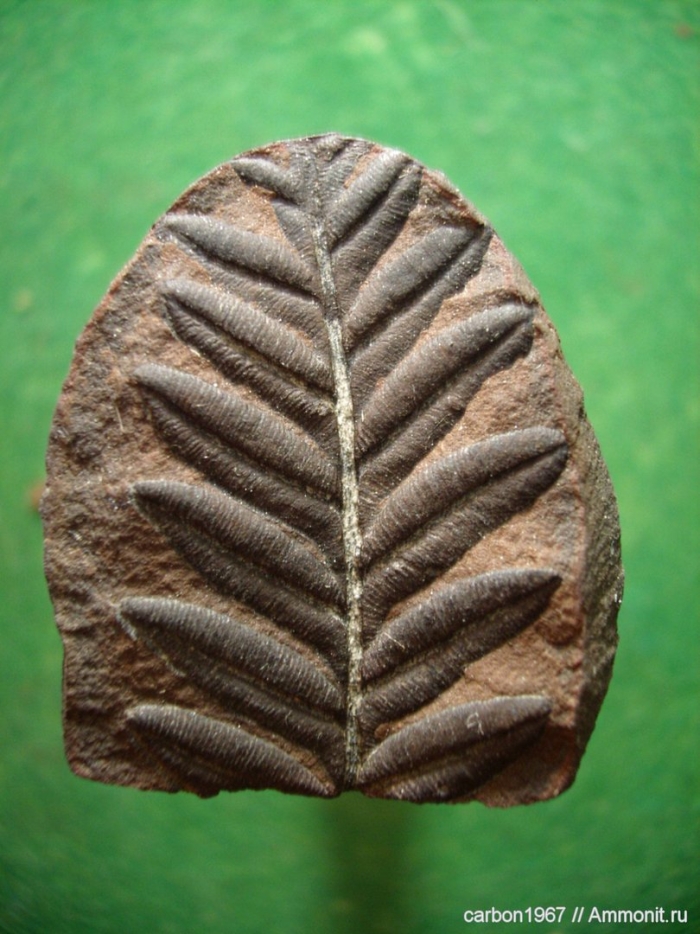 Птеридоспермы карбон