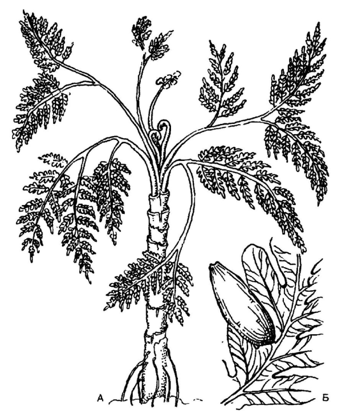 Папоротник раскраска