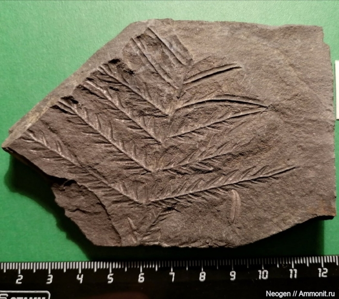 Alethopteris sullivantii