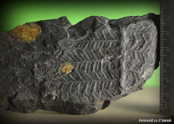 Папоротники каменный уголь