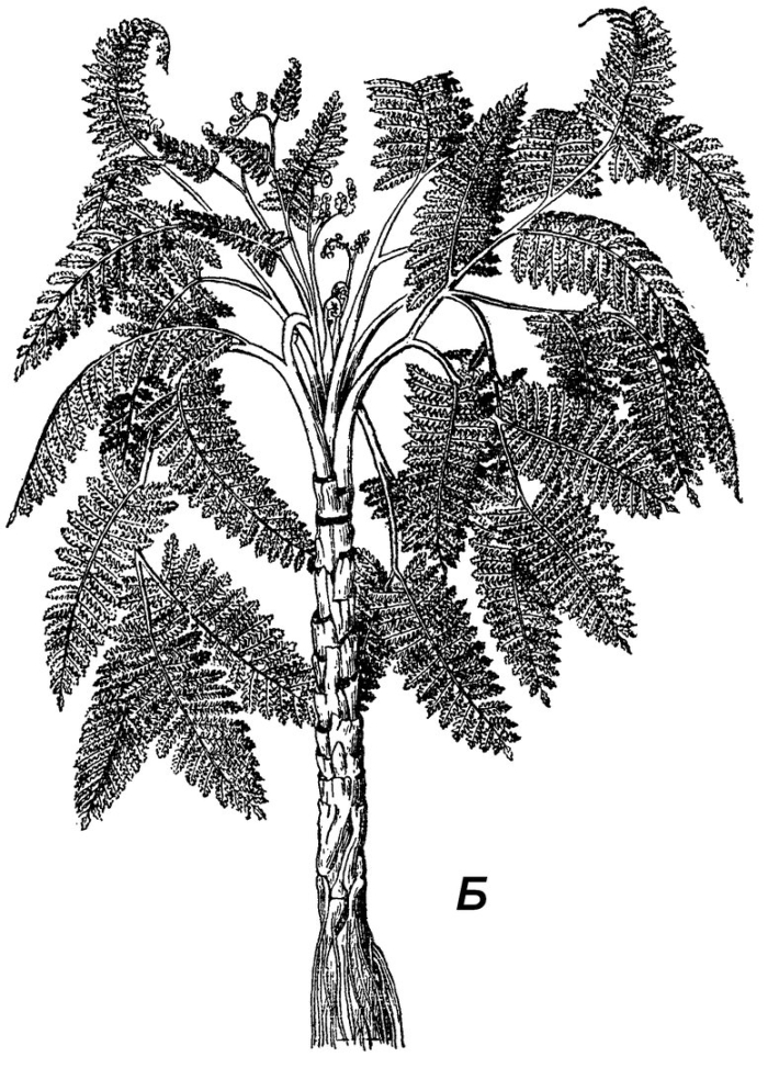 Медуллоза ноэ