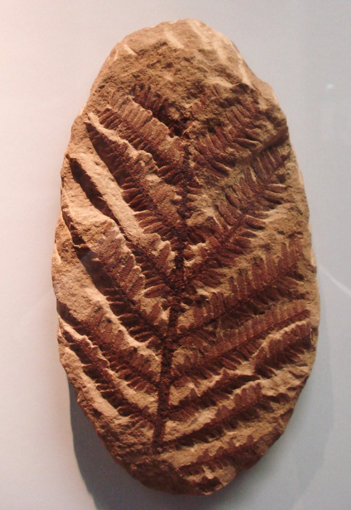 Окаменелости девонского периода