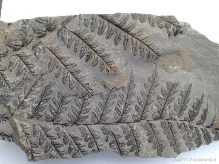 Отпечатки папоротника на каменном угле