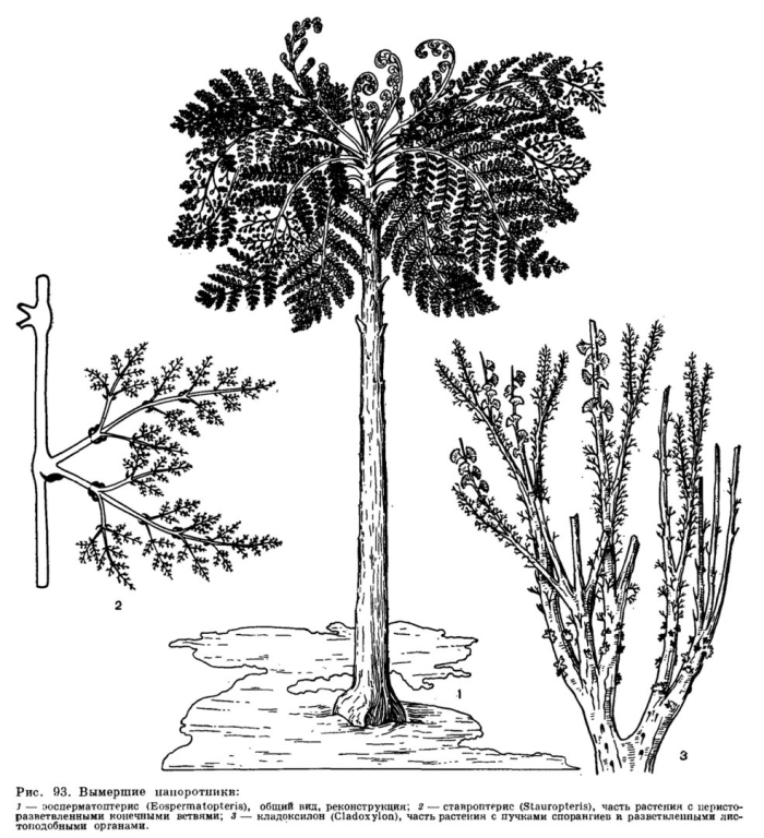 Медуллоза ноэ семенной папоротник
