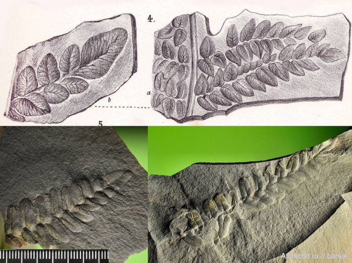 Glossopteris окаменелость