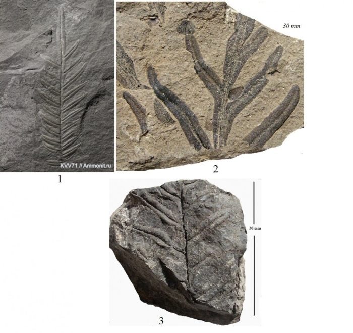 Cordaitales кордаитовые