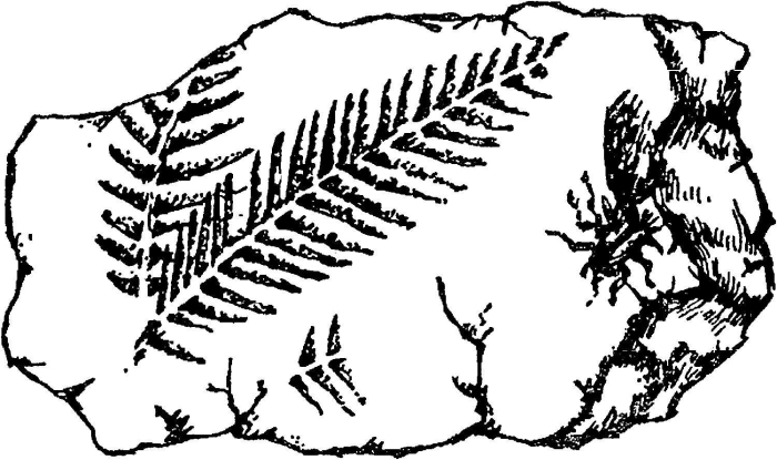 Древний папоротник окаменелости