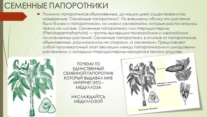 Семенные папоротники егэ биология