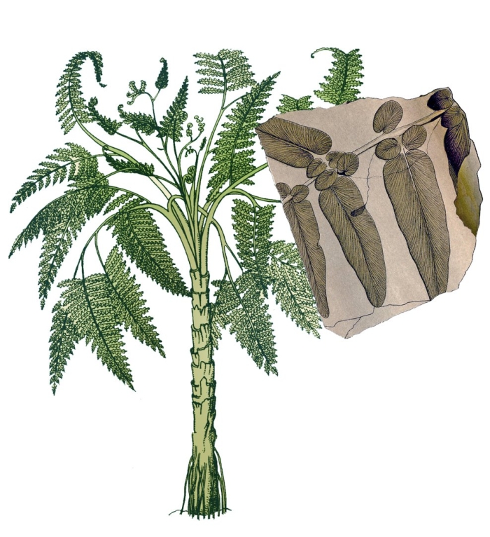 Семенной папоротник – медуллоза