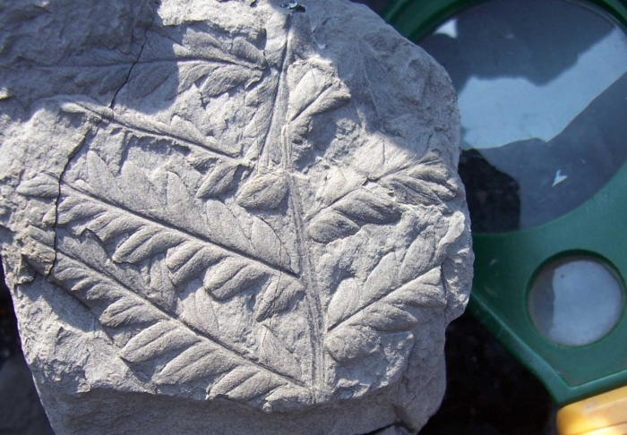 Линоптерис папоротник окаменелость