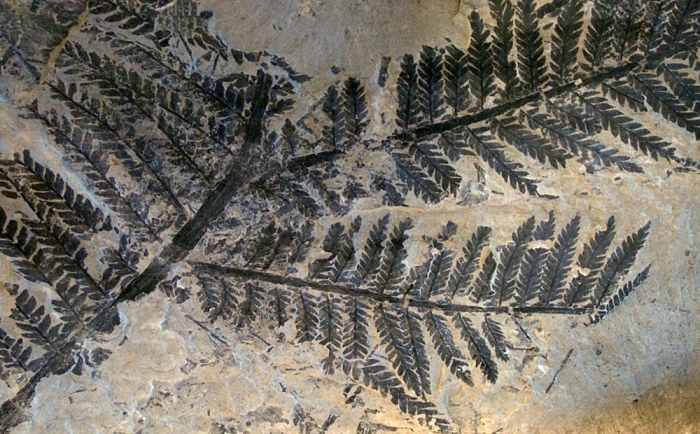 Папоротник археоптерис