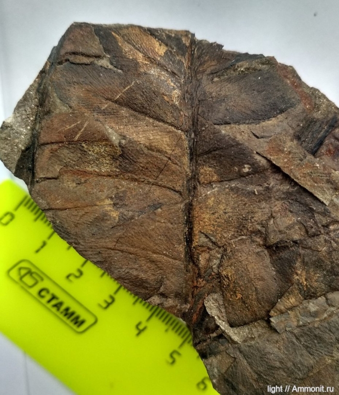 Семенной папоротник