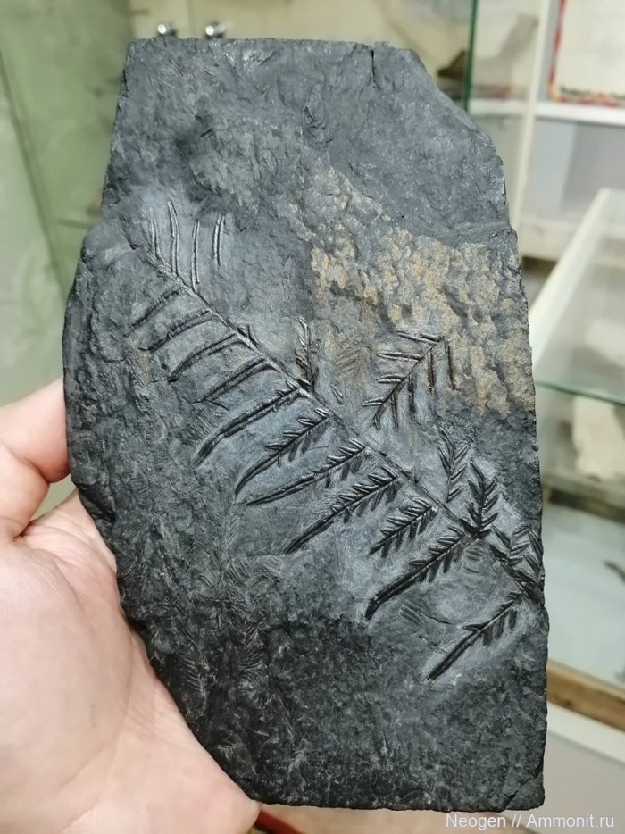 Окаменелости папоротников