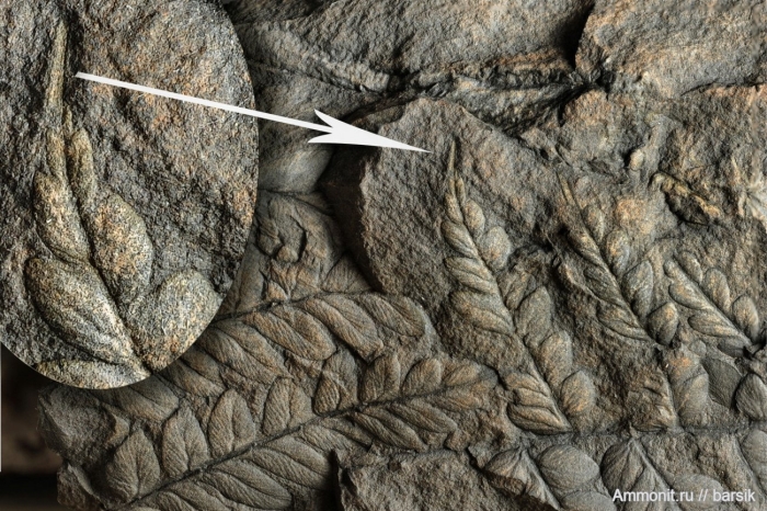 Древние растения