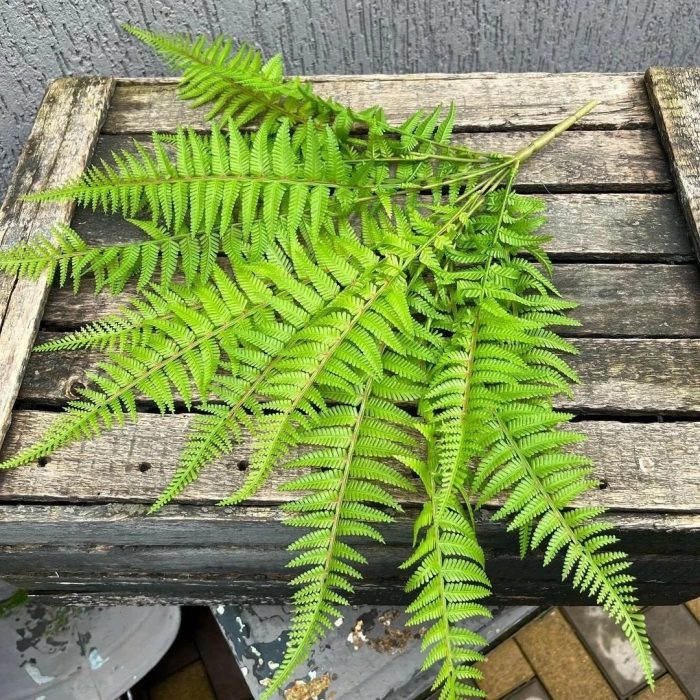 Папоротник тайгер