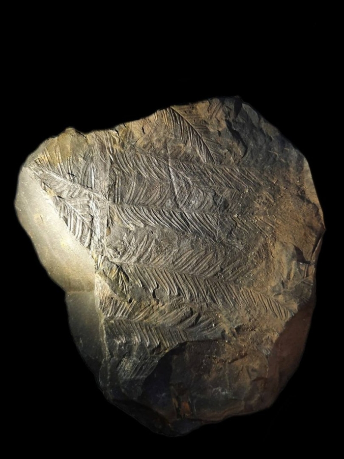 Alethopteris lonchitica