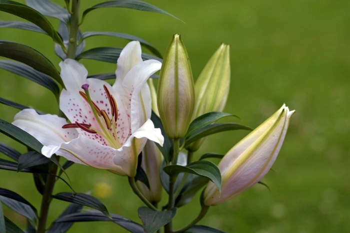 Лилия ричмонд