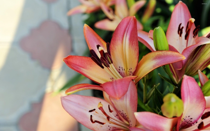 Лилии цветок