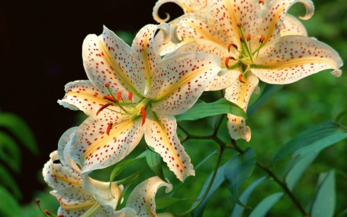 Лилия салмон стар