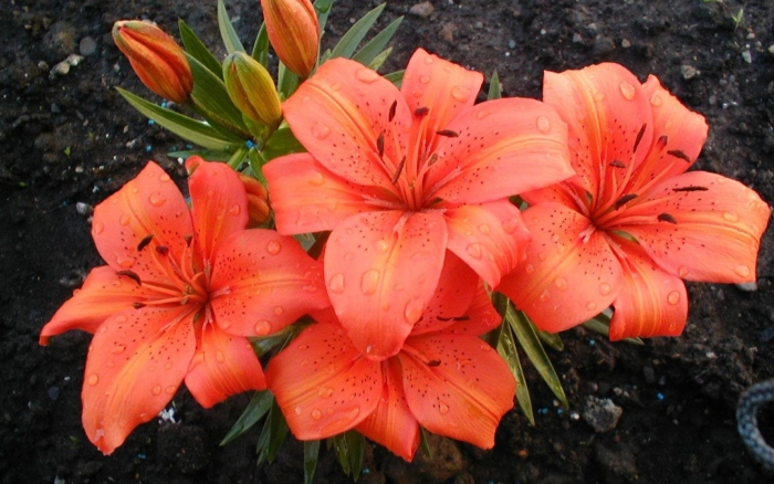 Лилия тигровая оранж