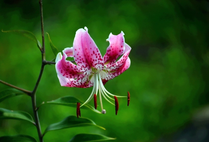 Лилия speciosum rubrum