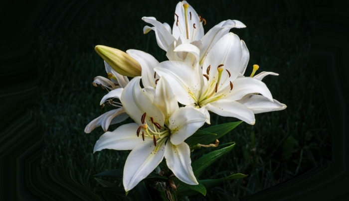 Лилия сорт белгравия