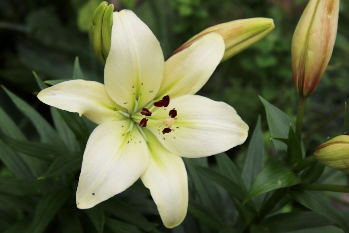 Лилия королевская (lilium regale)
