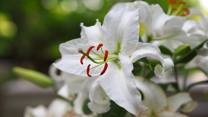 Лилия гарден эффеэр