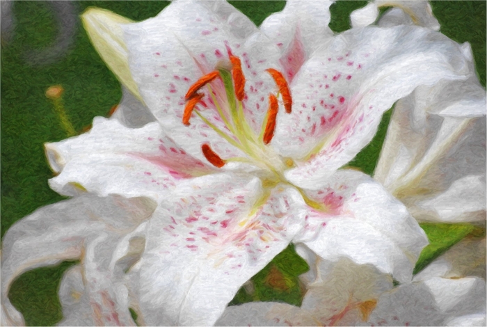 Лилия экстраваганза