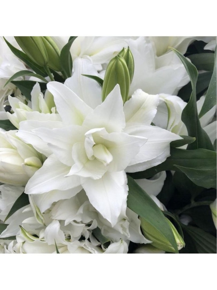 Лилия roselily анжела