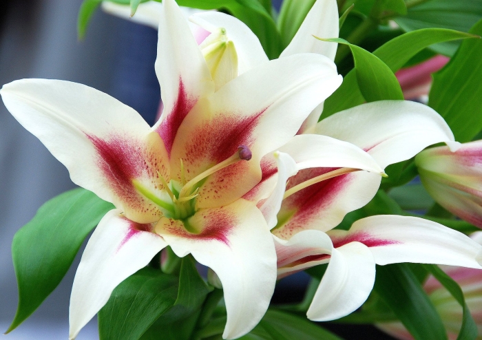 Лилия лотус вандер