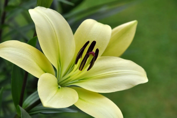 Лилия амати