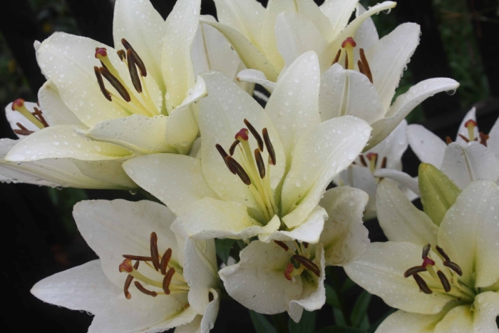 Лилия кент ла гибрид