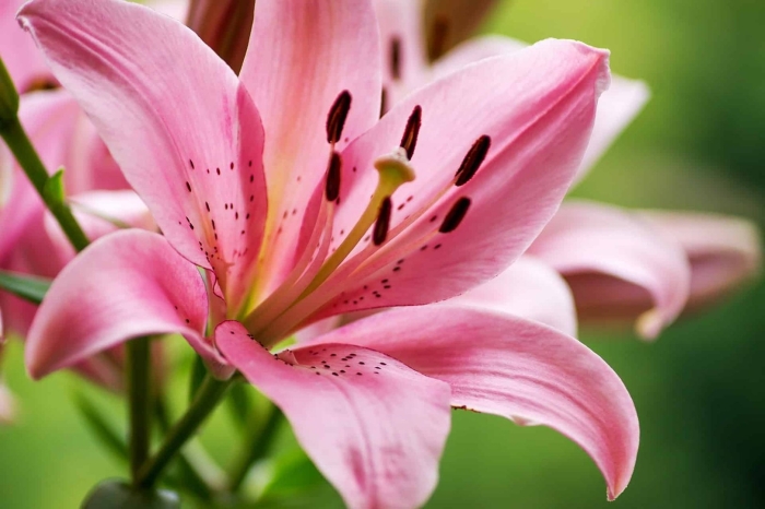 Лилия пинк тайгер