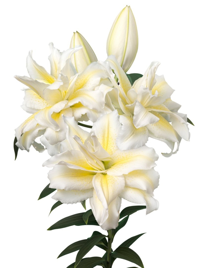 Лилия восточная махровая