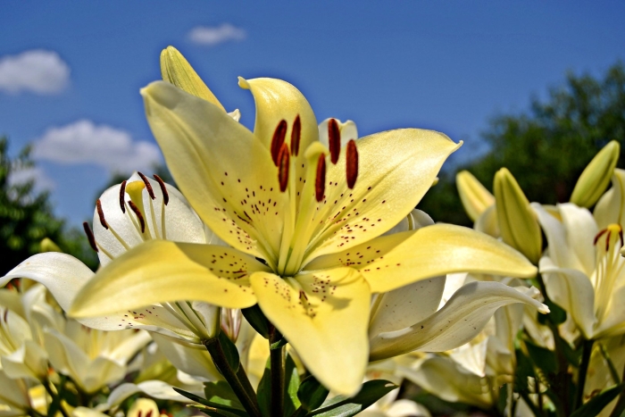 Лилии большие