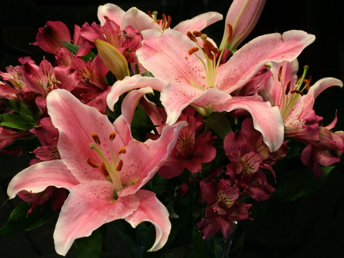 Лилия дарк сенсейшн