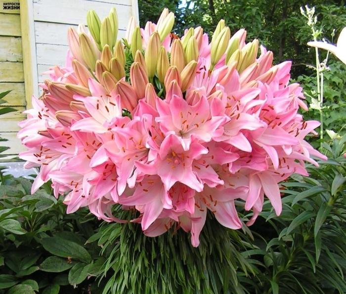 Азиатская лилия марлен