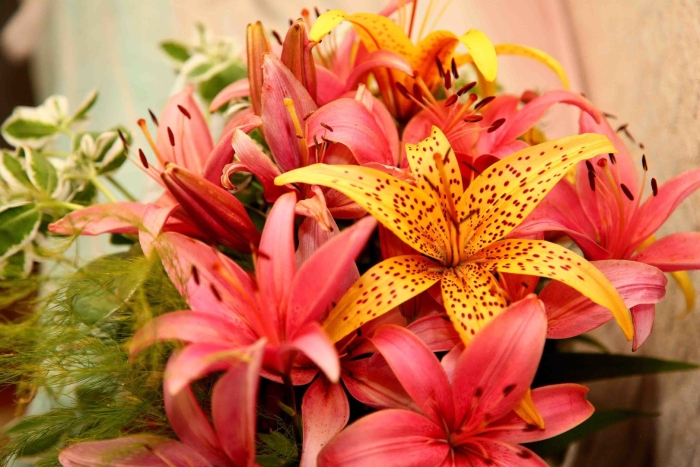 Лилия тайни би