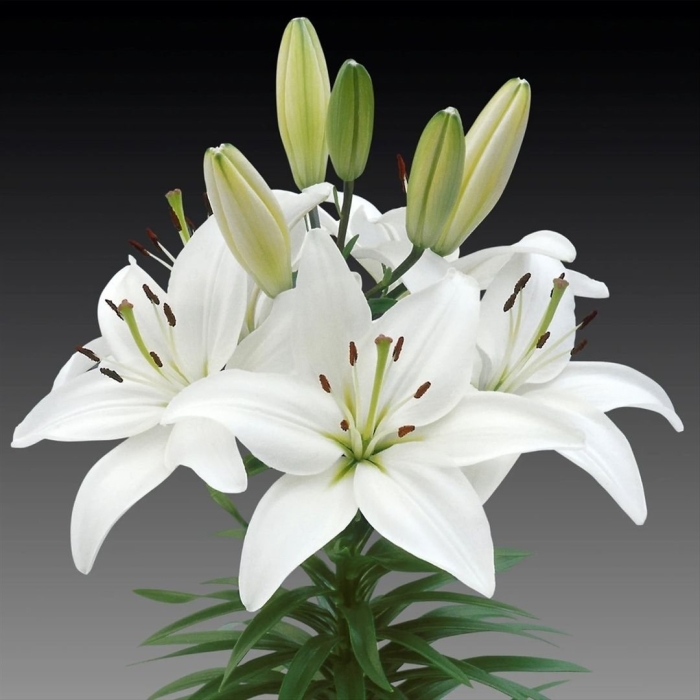 Лилия lilium asiatic white