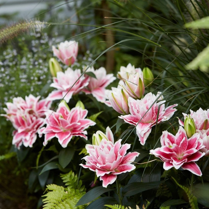 Лилия roselily аннушка